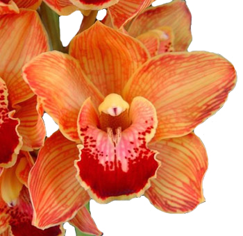 Cymbidium Orange Orchid