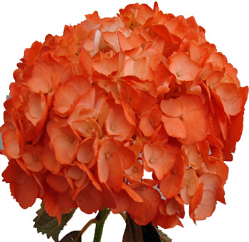 Orange Hydrangea Airbrushed