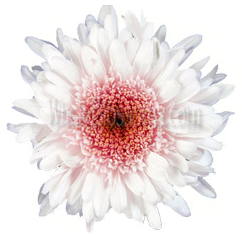 Cremon Pink Mum Flower