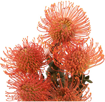 Protea Pincushion Orange Flower