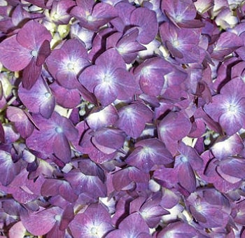 Purple Hydrangea Petals