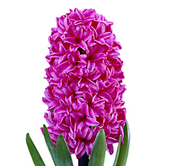 Hyacinth Purple Plum