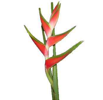 Red Heliconia Flower