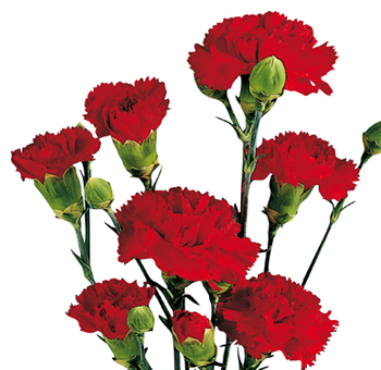 Red Spray Carnations