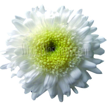 White Cremon Flower