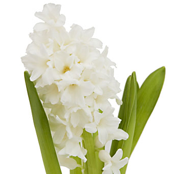 White Hyacinth Flower
