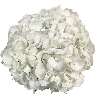 White Hydrangea Jumbo