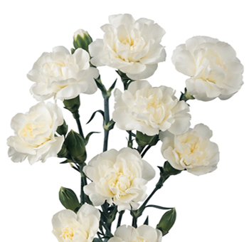 White Mini Carnations for Valentine's Day