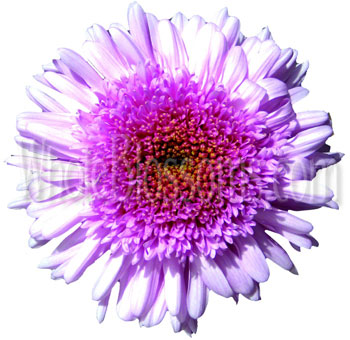 Cremon Disbud Flower - Lavender