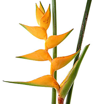Heliconia Yellow Flower