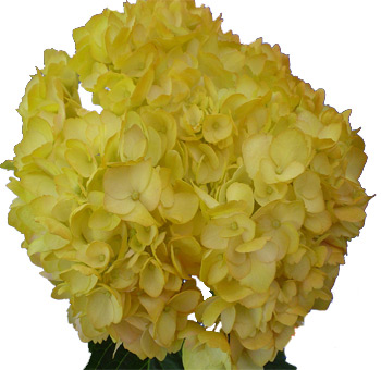 Yellow Airbrushed Premium Hydrangea Flower