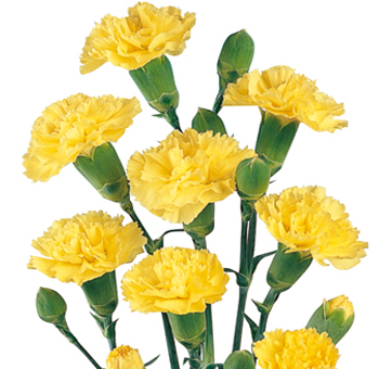 Yellow Mini Carnations for Valentine's Day