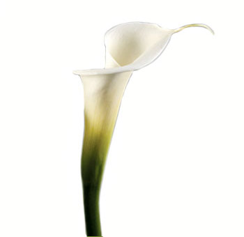 White Calla Lily Aethiopica – Next Day Delivery