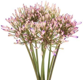 Agapanthus For Sale