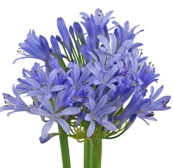 Agapanthus Assorted