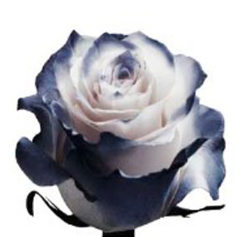 Airbrush Rose - Black Bicolor