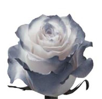 Airbrush Rose - Silver Bicolor