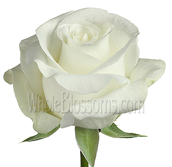 Akito White Rose