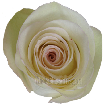 Alba White Organic Roses