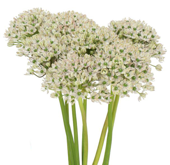White Allium - Nigrum