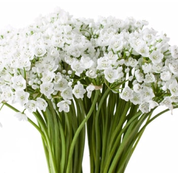 White Allium