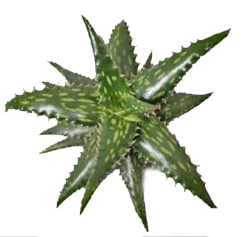 Aloe Succulent Jucunda