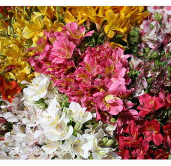 Assorted alstroemeria in vibrant hues, perfect for adding colorful charm to any event.