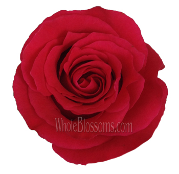 Altamira Red Rose