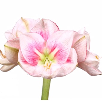 Bicolor Amaryllis Pink Flowers