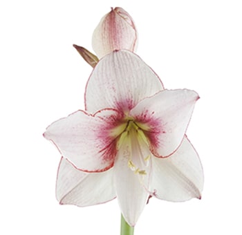 Amaryllis Bicolor White Dark Pink