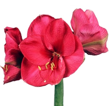 Amaryllis Dark Pink Flowers