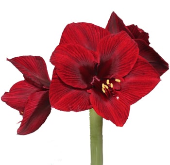 Amaryllis Red Flowers