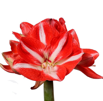 Amaryllis Red Bicolor - Mega Star
