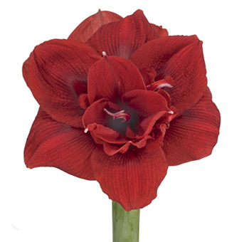 Red Amaryllis - Scarlet Nymph