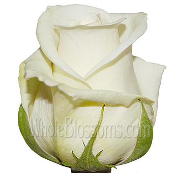 Anastasia Ivory White Rose