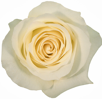 Anastasia White Roses