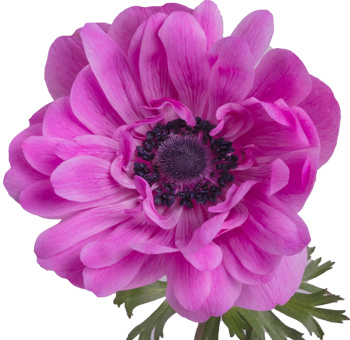 Anemone Flower - Full Star Hot Pink
