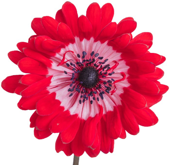 Red Anemone Flower