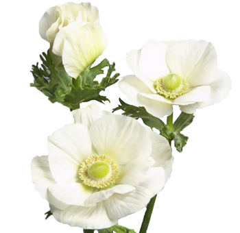 Anemone For Sale