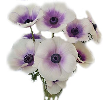 Anemone Bicolor White Purple
