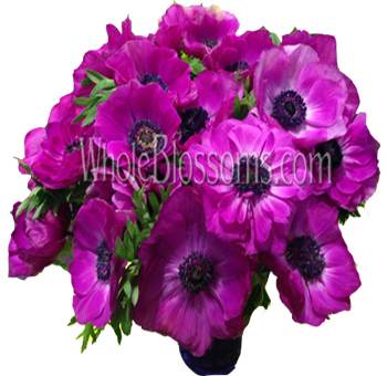 Anemone Purple Flowers