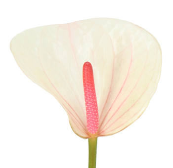 A radiant pink Fresh Anthurium flower in full bloom, its heart shape symbolizing deep love and passion.