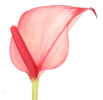 Anthurium - Lovely Hot Lips