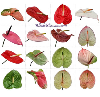 Vibrant assortment of fresh Anthurium flowers showcasing a stunning spectrum of tropical hues.