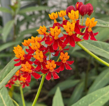 Asclepias Red