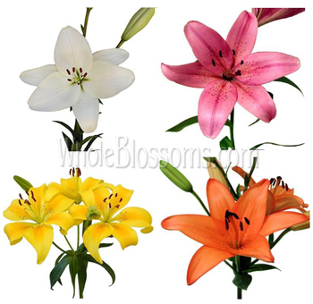 Asiatic Lily Assorted Flowers