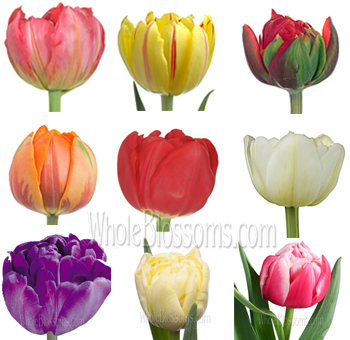 Assorted Double Tulips