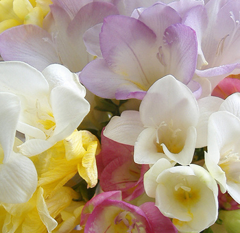 Assorted Freesia Flowers