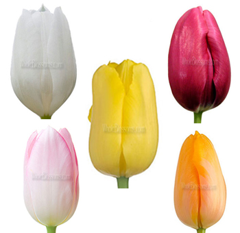 French Tulip Assorted