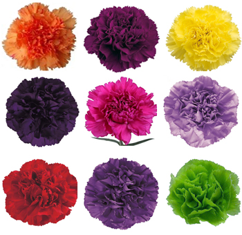 Assorted Tinted Carnations for Valentine's Day